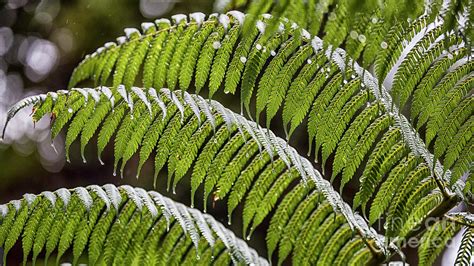 New Zealand Punga fern in the raining day Photograph by Riccardo Vanolo