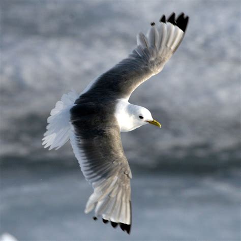 Kittiwake. I Like Birds, Birds 2, Birds Of Prey, Little Birds, Pet Birds, Bird Sightings, Bird ...