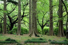 Japanese grove of dawn redwoods (sometimes confused with the bald cypress.) Bald Cypress, Mystic ...