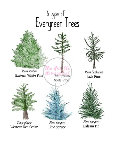 Nature Printable Evergreen Trees-charlotte Mason Homeschool-instant ...