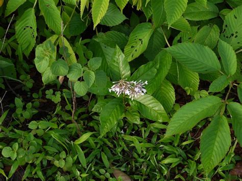 Cultivation of Sarpagandha: Soil and Climate Requirement, Plant ...