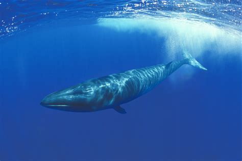 Sei Whale | Species | WWF