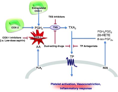 Thromboxane Receptors Antagonists and/or Synthase Inhibitors | SpringerLink