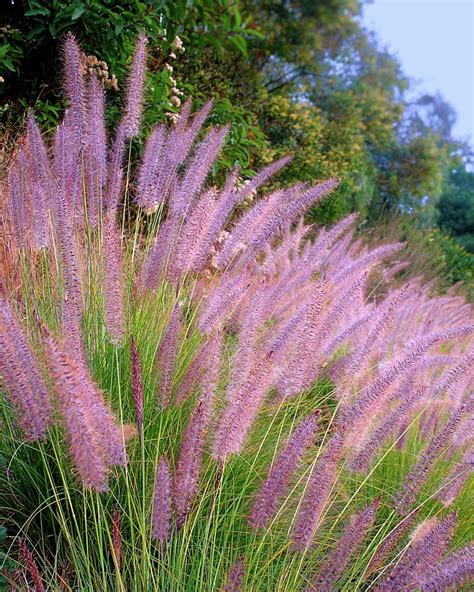 Pennisetum Setaceum Rubrum Purple Fountain Grass