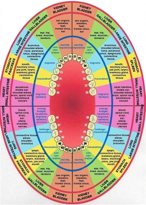 Tooth Chart Connected To Organs