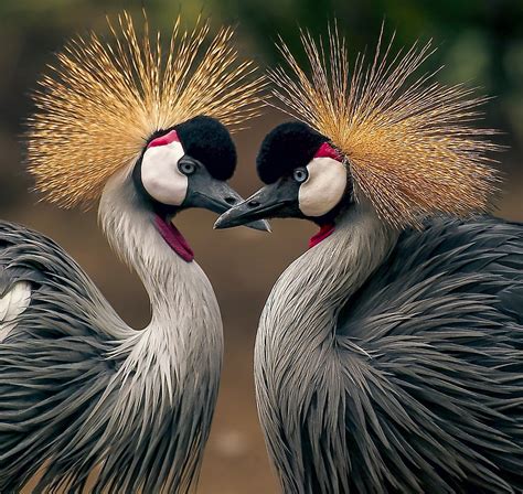 GREY CROWNED CRANES of AFRICA Photograph by Daniel Hagerman