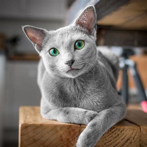 These Adorable Russian Blue Cats Have The Most Mesmerizing Eyes