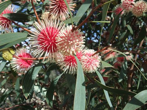 Hakea laurina, a Western Australian plants with an amazing show of flowers, just like little ...