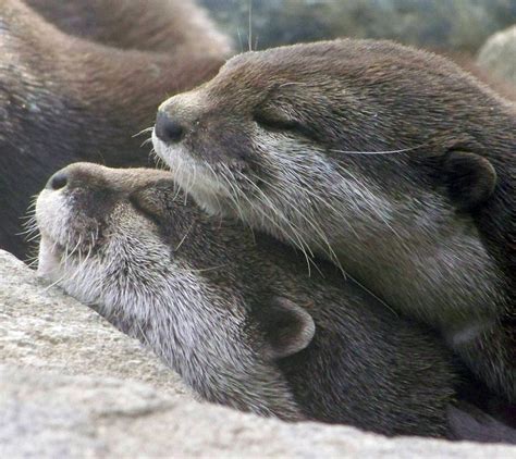 Sleeping Otters by faolruadh on DeviantArt