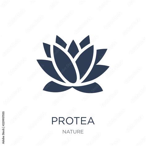 Protea icon. Trendy flat vector Protea icon on white background from nature collection Stock ...