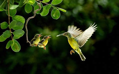 Beautiful Birds HD Wallpapers