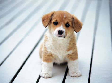 Cute Dog Wallpapers on WallpaperDog