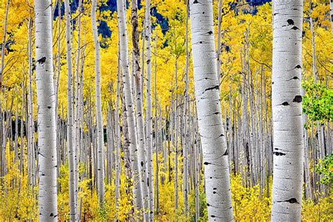 Aspen Trees | Photography prints art, Aspen trees, Tree nature wallpaper