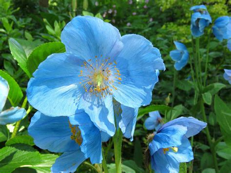 12 Beautiful Blue Flowering Plants for the Garden