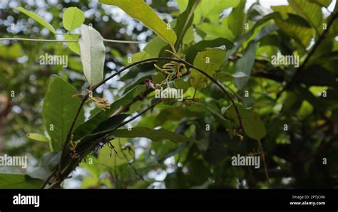 Underneath view of an Aristolochia Indica vine's flower cluster with a ...