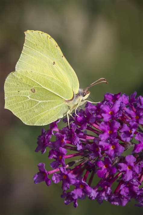 Common Brimstone Butterfly on Buddleja Stock Image - Image of natural, blossom: 59237333