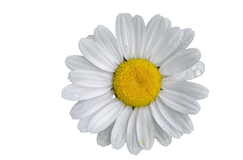 Daisy Flower White Background Free Stock Photo - Public Domain Pictures