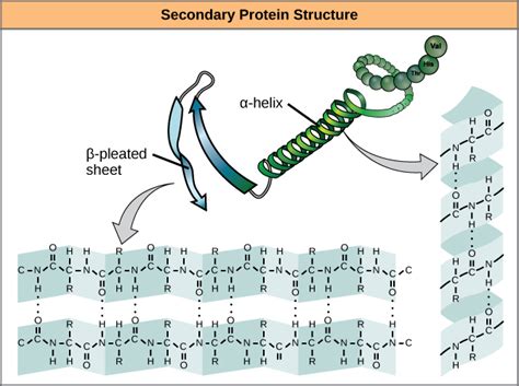 Protein Structure | Boundless Chemistry