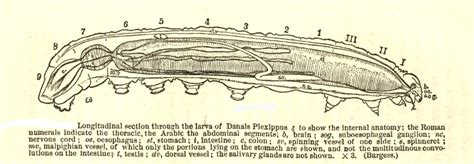 [DIAGRAM] Diagram Of Caterpillar Anatomy - MYDIAGRAM.ONLINE