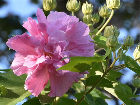 Confederate rose is great for fall blooms | Mississippi State ...