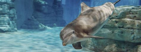 Clearwater Marine Aquarium Tickets - Clearwater, FL