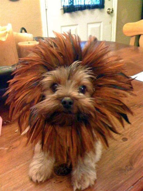 10 Costumes That Prove Yorkshire Terriers Always Win At Halloween