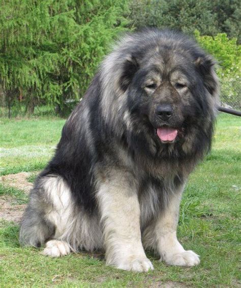 Caucasian Mountain Shepherd | Caucasian shepherd dog, Huge dogs, Big dog breeds