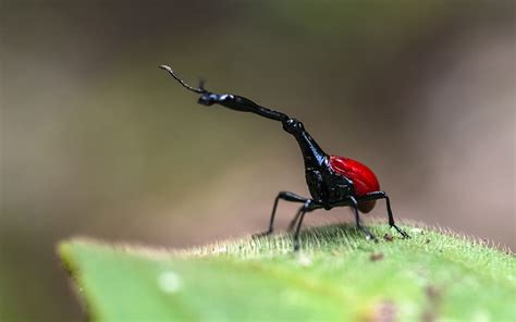 Bug of the Month: Giraffe Weevil | Weevils, Dogs and puppies, Puppies