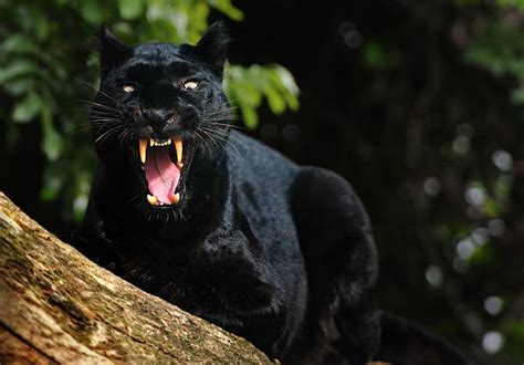 170+ Black Panther Roar Stock Photos, Pictures & Royalty-Free Images ...