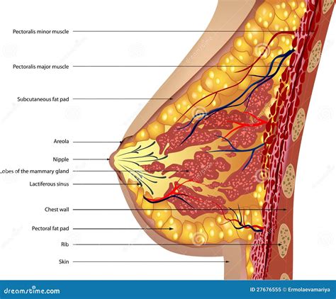 Anatomy Of The Breast. Vector Royalty Free Stock Photo - Image: 27676555