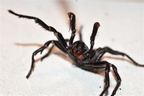 Najgroźniejszy pająk na świecie ': sieć lejka - Australian Geographic | Wechsel