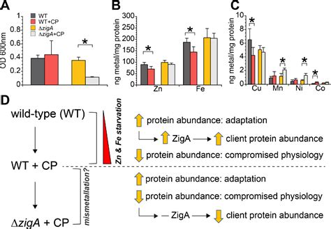 Figure 3 from Multi-metal Restriction by Calprotectin Impacts De Novo Flavin Biosynthesis in ...