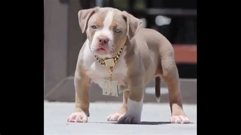 Baby Pitbulls Cute Moments - Funny & Cute Pitbull Puppies🐶 Videos - Forever Wild - YouTube