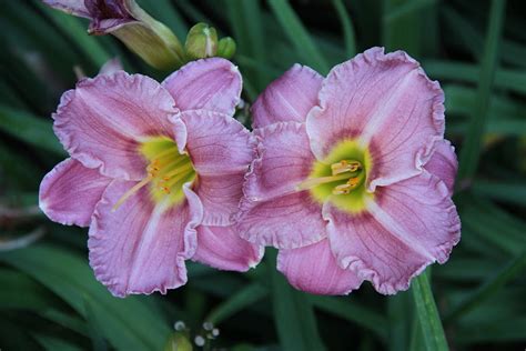 Purple Tiger Lily Photograph by Rebecca Pavelka | Fine Art America