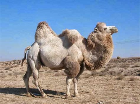 Bactrian Camel | Bactrian camel, Camel animal, Animals