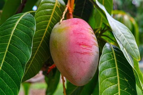 How to Grow Mango - Harvest to Table