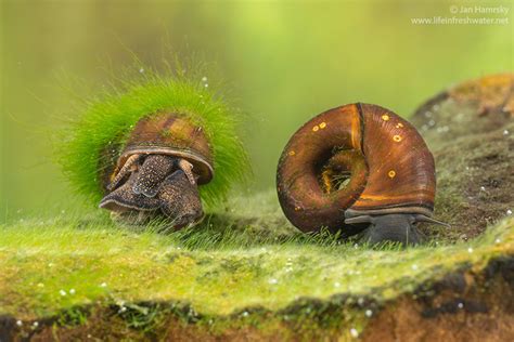 Freshwater snails and limpets | LIFE IN FRESHWATER