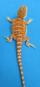 Gala Red Bearded Dragons For Sale Online | Atomic Lizard Ranch