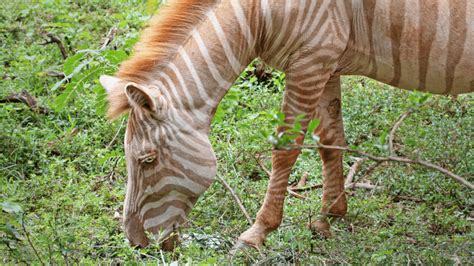 Rare "Blonde" Zebra Photographed In The Wild In Africa | IFLScience