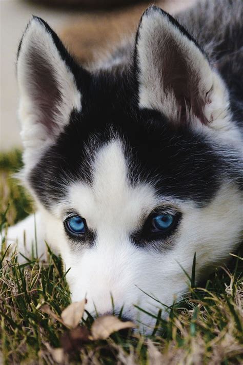 Beautiful blue eyes | Piaraan, Siberian husky, Anjing husky