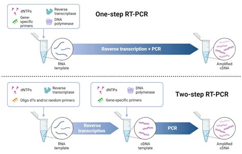 RT-PCR: Definition, Principle, Enzymes, Types, Steps, Uses