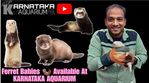 Albino Ferret 🦦 Babies | Available At KARNATAKA AQUARIUM | Care , Guide and Diet | #exotic #pets ...