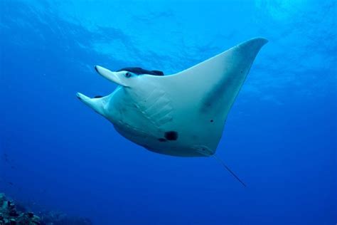 How Big Are Manta Rays