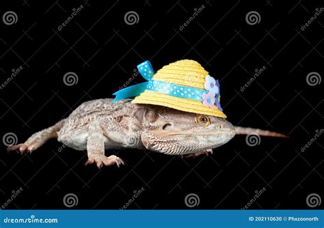 Bearded Dragon Wearing Yellow Spring Hat on Black Backdrop Stock Photo - Image of scales, brown ...