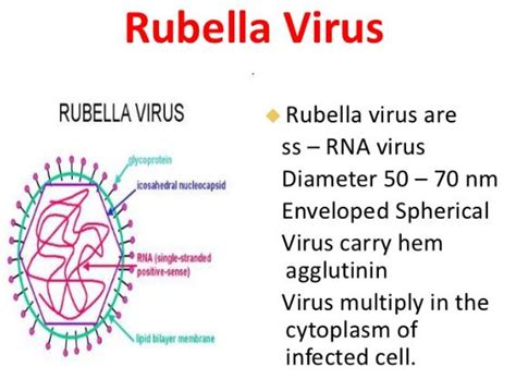 Rubella - Virus, Vaccine, Pictures, Symptoms, What is, Rash, Treatment