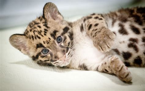 Pin on Clouded leopards