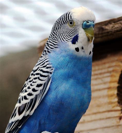 Unique Blue Parakeet Names For Your Feathered Friend - BIRD LOVER