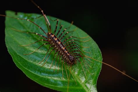 House centipede | Habitat shot of house centipede | Manjunath Acharya | Flickr