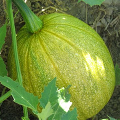 Tatume Squash Seed 4 g ~30 Seeds - Heirloom, Open Pollinated, Non-GMO ...