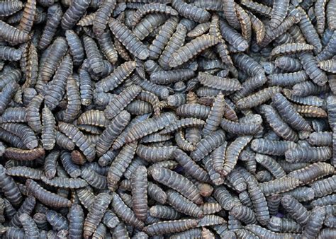 black soldier fly larva | Black soldier fly, Meal worms, Meal worms raising